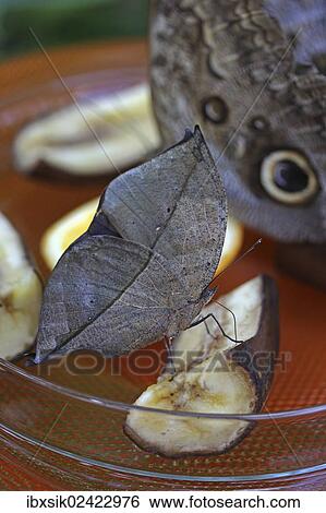"Indian Leafwing or the Malayan Leafwing (Kallima paralekta), feed bowl, Mainau, Baden-Wuerttemberg, Germany, Europe" View Large Photo Image Stock Photograph - "Indian Leafwing or the Malayan Leafwing (Kallima paralekta), feed bowl, Mainau, Baden-Wuerttemberg, Germany, Europe". Fotosearch