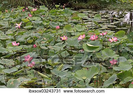 "Indian lotus flowers (Nelumbo nucifera), Kota Kinabalu, Malaysia, Asia" View Large Photo Image Stock Image - "Indian lotus flowers (Nelumbo nucifera), Kota Kinabalu, Malaysia, Asia". Fotosearch