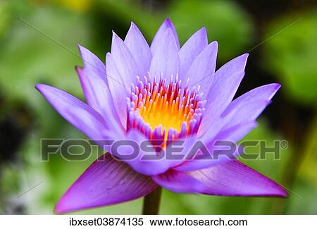 "Indian Lotus (Nelumbo), India, Asia" View Large Photo Image Stock Photography - "Indian Lotus (Nelumbo), India, Asia". Fotosearch