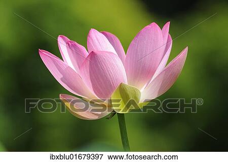 "Indian Lotus, Sacred Lotus, Bean of India (Nelumbo nucifera)" View Large Photo Image Stock Photo - "Indian Lotus, Sacred Lotus, Bean of India (Nelumbo nucifera)". Fotosearch