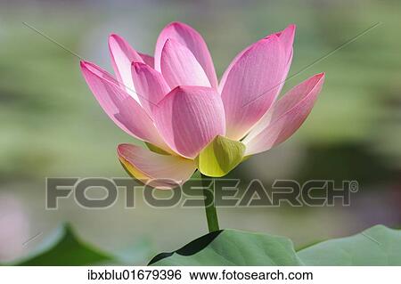 "Indian Lotus, Sacred Lotus, Bean of India (Nelumbo nucifera)" View Large Photo Image Stock Photograph - "Indian Lotus, Sacred Lotus, Bean of India (Nelumbo nucifera)". Fotosearch