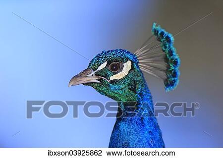 "Indian Peafowl, Blue Peafowl or Common Peafowl (Pavo cristatus) adult, male, peacock, Asia" View Large Photo Image Stock Image - "Indian Peafowl, Blue Peafowl or Common Peafowl (Pavo cristatus) adult, male, peacock, Asia". Fotosearch