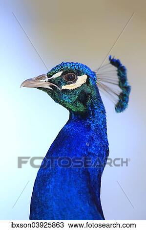 "Indian Peafowl, Blue Peafowl or Common Peafowl (Pavo cristatus) adult, male, peacock, Asia" View Large Photo Image Stock Image - "Indian Peafowl, Blue Peafowl or Common Peafowl (Pavo cristatus) adult, male, peacock, Asia". Fotosearch