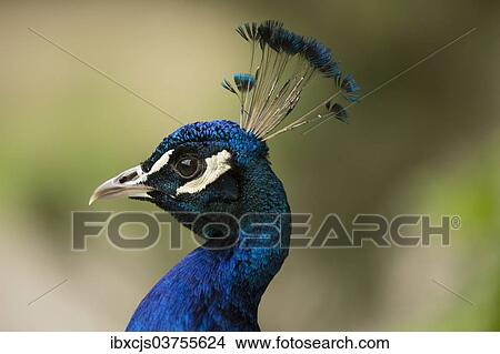"Indian Peafowl or Blue Peafowl (Pavo cristatus), male, North Rhine-Westphalia, Germany, Europe" View Large Photo Image Picture - "Indian Peafowl or Blue Peafowl (Pavo cristatus), male, North Rhine-Westphalia, Germany, Europe". Fotosearch