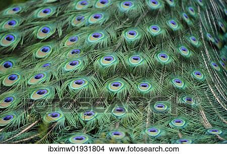 "Indian Peafowl or Blue Peafowl (Pavo cristatus), male, detail of peacock feathers" View Large Photo Image Picture - "Indian Peafowl or Blue Peafowl (Pavo cristatus), male, detail of peacock feathers". Fotosearch