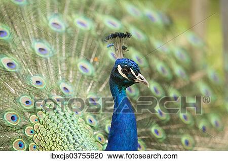 "Indian Peafowl or Blue Peafowl (Pavo cristatus), male displaying, North Rhine-Westphalia, Germany, Europe" View Large Photo Image Stock Image - "Indian Peafowl or Blue Peafowl (Pavo cristatus), male displaying, North Rhine-Westphalia, Germany, Europe". Fotosearch