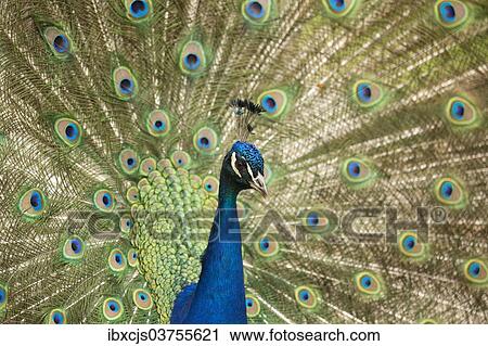 Stock Image - "Indian Peafowl or Blue Peafowl (Pavo cristatus), male displaying, North Rhine-Westphalia, Germany, Europe". Fotosearch