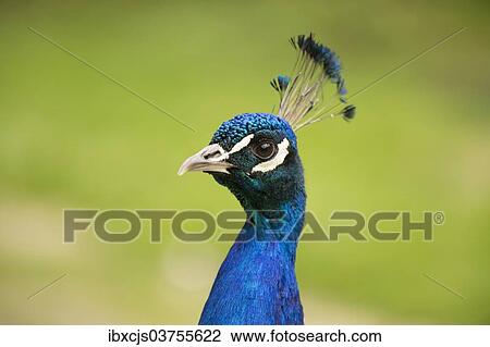 "Indian Peafowl or Blue Peafowl (Pavo cristatus), male, North Rhine-Westphalia, Germany, Europe" View Large Photo Image Stock Image - "Indian Peafowl or Blue Peafowl (Pavo cristatus), male, North Rhine-Westphalia, Germany, Europe". Fotosearch