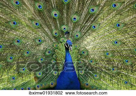 "Indian Peafowl or Blue Peafowl (Pavo cristatus), male, displaying" View Large Photo Image Stock Image - "Indian Peafowl or Blue Peafowl (Pavo cristatus), male, displaying". Fotosearch