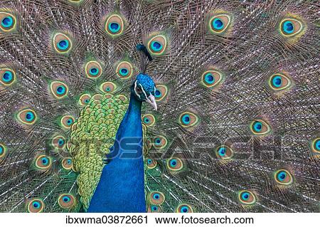 "Indian Peafowl or Blue Peafowl (Pavo cristatus), displaying, Slovakia, Europe" View Large Photo Image Stock Image - "Indian Peafowl or Blue Peafowl (Pavo cristatus), displaying, Slovakia, Europe". Fotosearch