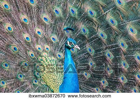 "Indian Peafowl or Blue Peafowl (Pavo cristatus), displaying, Slovakia, Europe" View Large Photo Image Stock Image - "Indian Peafowl or Blue Peafowl (Pavo cristatus), displaying, Slovakia, Europe". Fotosearch