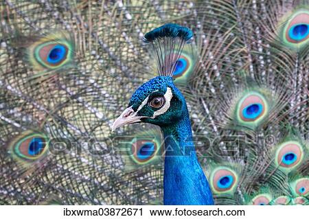 "Indian Peafowl or Blue Peafowl (Pavo cristatus), displaying, Slovakia, Europe" View Large Photo Image Stock Image - "Indian Peafowl or Blue Peafowl (Pavo cristatus), displaying, Slovakia, Europe". Fotosearch