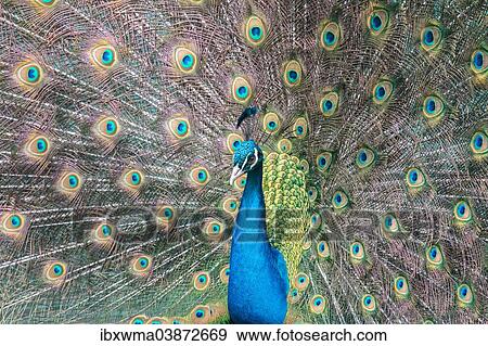 "Indian Peafowl or Blue Peafowl (Pavo cristatus), displaying, Slovakia, Europe" View Large Photo Image Stock Photo - "Indian Peafowl or Blue Peafowl (Pavo cristatus), displaying, Slovakia, Europe". Fotosearch