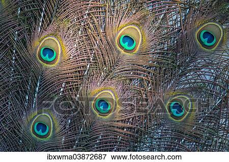 "Indian Peafowl or Blue Peafowl (Pavo cristatus), plumage detail, Slovakia, Europe" View Large Photo Image Stock Photo - "Indian Peafowl or Blue Peafowl (Pavo cristatus), plumage detail, Slovakia, Europe". Fotosearch