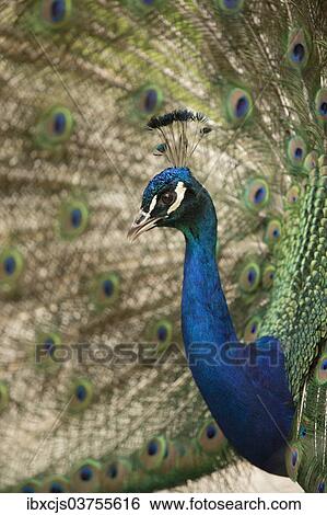 "Indian Peafowl or Blue Peafowl (Pavo cristatus), male displaying, North Rhine-Westphalia, Germany, Europe" View Large Photo Image Stock Photograph - "Indian Peafowl or Blue Peafowl (Pavo cristatus), male displaying, North Rhine-Westphalia, Germany, Europe". Fotosearch