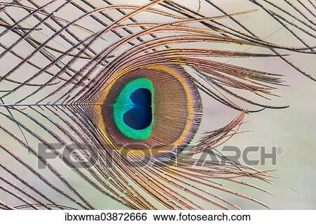 "Indian Peafowl or Blue Peafowl (Pavo cristatus), detail of a feather, Slovakia, Europe" View Large Photo Image Stock Photograph - "Indian Peafowl or Blue Peafowl (Pavo cristatus), detail of a feather, Slovakia, Europe". Fotosearch