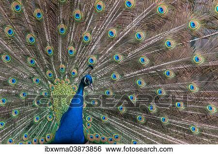 "Indian Peafowl or Blue Peafowl (Pavo cristatus), displaying, Slovakia, Europe" View Large Photo Image Stock Photograph - "Indian Peafowl or Blue Peafowl (Pavo cristatus), displaying, Slovakia, Europe". Fotosearch