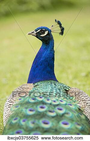 "Indian Peafowl or Blue Peafowl (Pavo cristatus), male, North Rhine-Westphalia, Germany, Europe" View Large Photo Image Stock Photography - "Indian Peafowl or Blue Peafowl (Pavo cristatus), male, North Rhine-Westphalia, Germany, Europe". Fotosearch