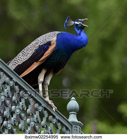 "Indian peafowl or Blue peafowl (Pavo cristatus), male perched on fence, calling, Stuttgart, Baden-Wuerttemberg, Germany, Europe" View Large Photo Image Stock Photography - "Indian peafowl or Blue peafowl (Pavo cristatus), male perched on fence, calling, Stuttgart, Baden-Wuerttemberg, Germany, Europe". Fotosearch