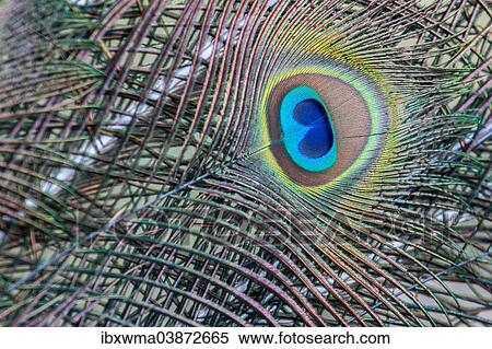 "Indian Peafowl or Blue Peafowl (Pavo cristatus), detail of a feather, Slovakia, Europe" View Large Photo Image Stock Photography - "Indian Peafowl or Blue Peafowl (Pavo cristatus), detail of a feather, Slovakia, Europe". Fotosearch