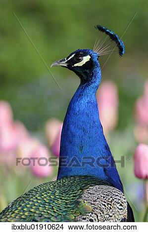 Picture - "Indian Peafowl (Pavo cristatus), adult male". Fotosearch