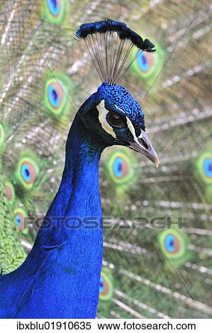 "Indian Peafowl (Pavo cristatus), adult male" View Large Photo Image Stock Photography - "Indian Peafowl (Pavo cristatus), adult male". Fotosearch