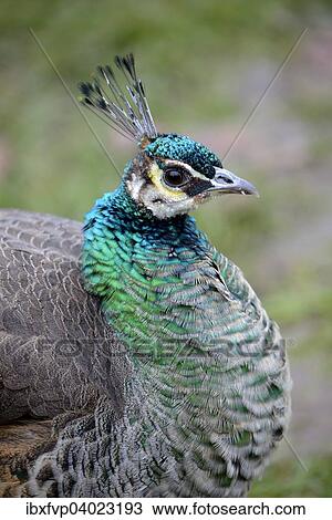 "Indian Peafowl (Pavo cristatus), hen, portrait, captive, Bavaria, Germany, Europe" View Large Photo Image Stock Image - "Indian Peafowl (Pavo cristatus), hen, portrait, captive, Bavaria, Germany, Europe". Fotosearch