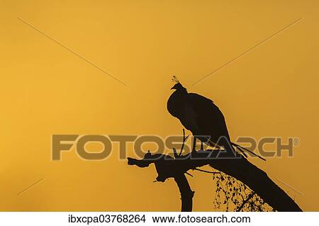 "Indian Peafowl (Pavo cristatus), Keoladeo National Park, Rajasthan, India, Asia" View Large Photo Image Picture - "Indian Peafowl (Pavo cristatus), Keoladeo National Park, Rajasthan, India, Asia". Fotosearch