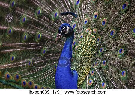 "Indian peafowl (Pavo cristatus), peacock displaying, Berlin, Germany, Europe" View Large Photo Image Stock Image - "Indian peafowl (Pavo cristatus), peacock displaying, Berlin, Germany, Europe". Fotosearch