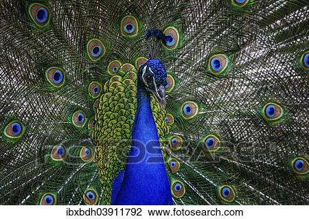 "Indian peafowl (Pavo cristatus), peacock displaying, Berlin, Germany, Europe" View Large Photo Image Stock Image - "Indian peafowl (Pavo cristatus), peacock displaying, Berlin, Germany, Europe". Fotosearch