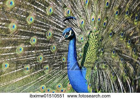 Stock Image - Indian Peafowl (Pavo cristatus) displaying. Fotosearch
