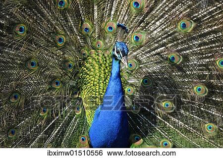 Indian Peafowl (Pavo cristatus) displaying View Large Photo Image Stock Photograph - Indian Peafowl (Pavo cristatus) displaying. Fotosearch