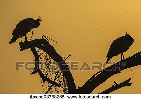 "Indian Peafowl (Pavo cristatus), Keoladeo National Park, Rajasthan, India, Asia" View Large Photo Image Stock Photography - "Indian Peafowl (Pavo cristatus), Keoladeo National Park, Rajasthan, India, Asia". Fotosearch