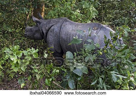 "Indian rhinoceros (Rhinoceros unicornis) in the Chitwann National Park, near Sauraha, Nepal, Asia" View Large Photo Image Stock Image - "Indian rhinoceros (Rhinoceros unicornis) in the Chitwann National Park, near Sauraha, Nepal, Asia". Fotosearch