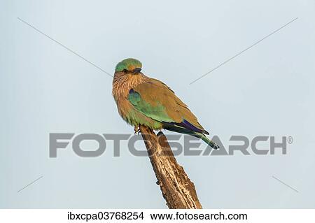 "Indian Roller (Coracias benghalensis), Keoladeo National Park, Rajasthan, India, Asia" View Large Photo Image Picture - "Indian Roller (Coracias benghalensis), Keoladeo National Park, Rajasthan, India, Asia". Fotosearch