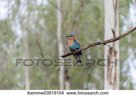 "Indian Roller (Coracias benghalensis) on branch, Nagarhole National Park, Karnataka, India, Asia" View Large Photo Image Picture - "Indian Roller (Coracias benghalensis) on branch, Nagarhole National Park, Karnataka, India, Asia". Fotosearch