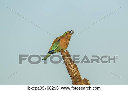 "Indian Roller (Coracias benghalensis), Keoladeo National Park, Rajasthan, India, Asia" View Large Photo Image Stock Image - "Indian Roller (Coracias benghalensis), Keoladeo National Park, Rajasthan, India, Asia". Fotosearch