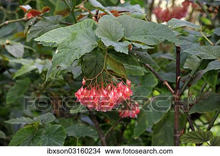 "Indian Soapberry (Sapindus mukorossi), flowering, native to Asia, Mannheim, Baden-Wurttemberg, Germany, Europe" View Large Photo Image Picture - "Indian Soapberry (Sapindus mukorossi), flowering, native to Asia, Mannheim, Baden-Wurttemberg, Germany, Europe". Fotosearch