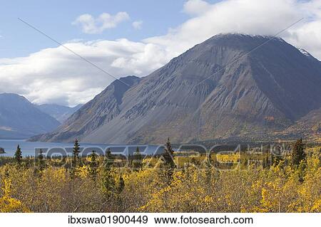 "Indian Summer, leaves in fall colours, Kathleen Lake, St, Elias Mountains, Kluane National Park and Reserve, Yukon Territory, Canada, North America" View Large Photo Image Stock Photo - "Indian Summer, leaves in fall colours, Kathleen Lake, St, Elias Mountains, Kluane National Park and Reserve, Yukon Territory, Canada, North America". Fotosearch