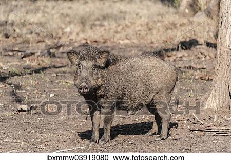 "Indian Wild Boar (Sus scrofa cristatus), Nagarhole National Park, Karnataka, India, Asia" View Large Photo Image Stock Image - "Indian Wild Boar (Sus scrofa cristatus), Nagarhole National Park, Karnataka, India, Asia". Fotosearch