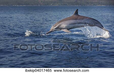 "Indo-pacific Bottlenose Dolphin (Tursiops aduncus), Lovina Bay, Bali, Indonesia, Asia" View Large Photo Image Stock Photography - "Indo-pacific Bottlenose Dolphin (Tursiops aduncus), Lovina Bay, Bali, Indonesia, Asia". Fotosearch