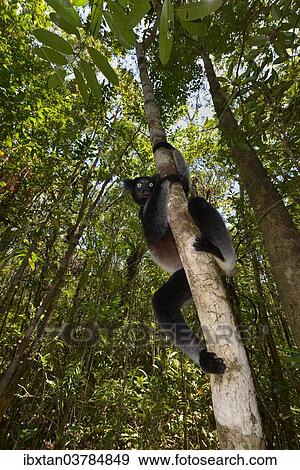 "Indri (Indri indri), Analamazaotra National Park, Madagascar, Africa" View Large Photo Image Stock Photo - "Indri (Indri indri), Analamazaotra National Park, Madagascar, Africa". Fotosearch