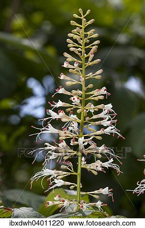 "Inflorescence, Bottlebrush Buckeye (Aesculus parviflora)" View Large Photo Image Stock Image - "Inflorescence, Bottlebrush Buckeye (Aesculus parviflora)". Fotosearch