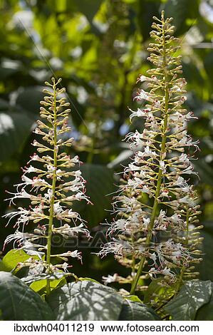 "Inflorescence, Bottlebrush Buckeye (Aesculus parviflora)" View Large Photo Image Stock Photo - "Inflorescence, Bottlebrush Buckeye (Aesculus parviflora)". Fotosearch