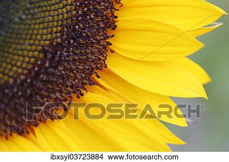 "Inflorescence of a Sunflower (Helianthus annuus), petals and seedhead, detail, North Rhine-Westphalia, Germany, Europe" View Large Photo Image Picture - "Inflorescence of a Sunflower (Helianthus annuus), petals and seedhead, detail, North Rhine-Westphalia, Germany, Europe". Fotosearch