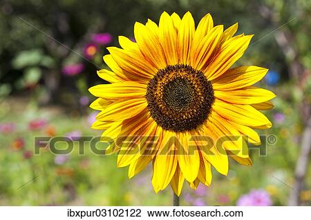 "Inflorescence of a Sunflower (Helianthus annuus), petals and seed head, Germany, Europe" View Large Photo Image Stock Image - "Inflorescence of a Sunflower (Helianthus annuus), petals and seed head, Germany, Europe". Fotosearch