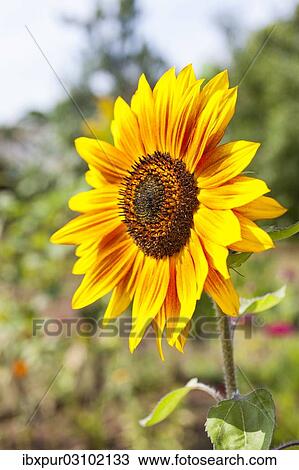 "Inflorescence of a Sunflower (Helianthus annuus), petals and seed head, Germany, Europe" View Large Photo Image Stock Image - "Inflorescence of a Sunflower (Helianthus annuus), petals and seed head, Germany, Europe". Fotosearch