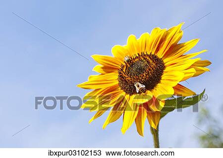Stock Image - "Inflorescence of a Sunflower (Helianthus annuus), petals and seed head, Germany, Europe". Fotosearch