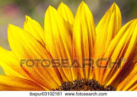 "Inflorescence of a Sunflower (Helianthus annuus), petals and seed head, detail, Germany, Europe" View Large Photo Image Stock Image - "Inflorescence of a Sunflower (Helianthus annuus), petals and seed head, detail, Germany, Europe". Fotosearch