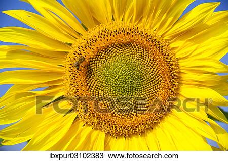 "Inflorescence of a Sunflower (Helianthus annuus) with a Honey Bee (Apis mellifera), Germany, Europe" View Large Photo Image Stock Image - "Inflorescence of a Sunflower (Helianthus annuus) with a Honey Bee (Apis mellifera), Germany, Europe". Fotosearch